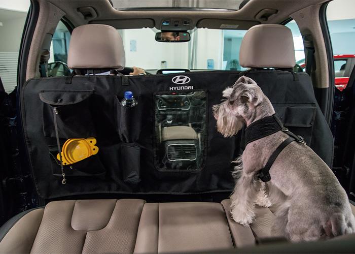 Perro schnauzer encima de cubreasientos en modelo Hyundai