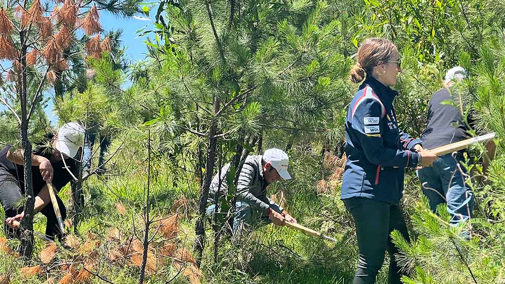 Equipo Hyundai en poda forestal