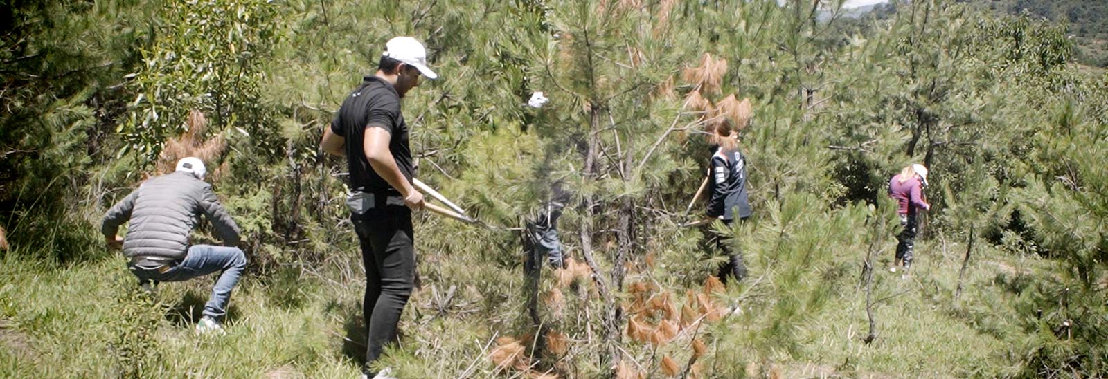 Equipo de Hyundai ayuda en poda de arboles