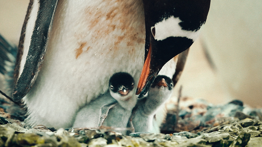 Familia de pingüinos