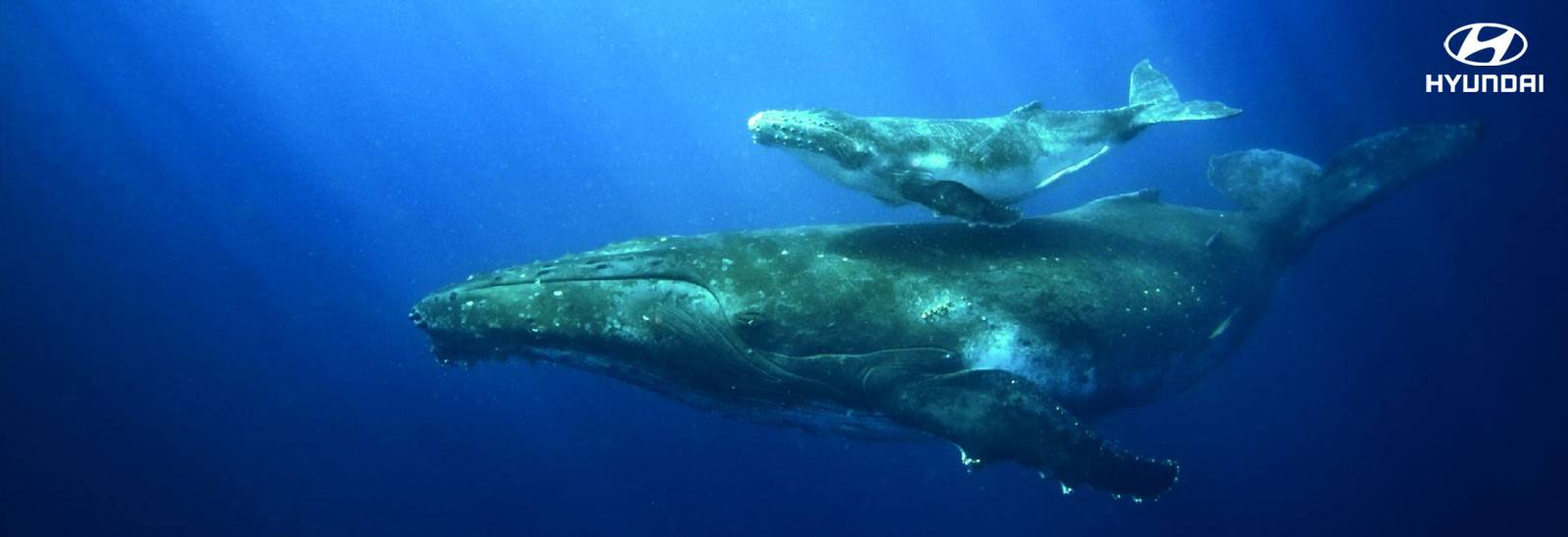 Grupo de ballenas jorobadas